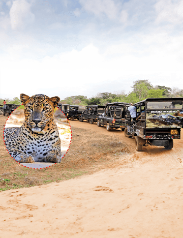 Save The Sri Lankan Leopard