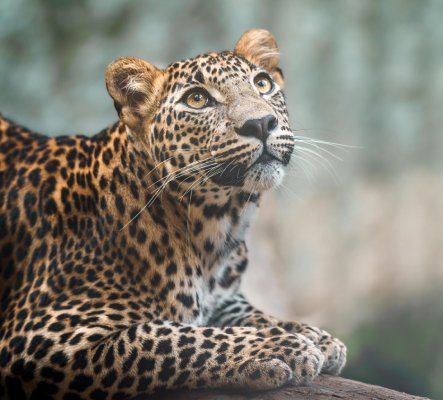 Sri Lankan Leopard Conservation